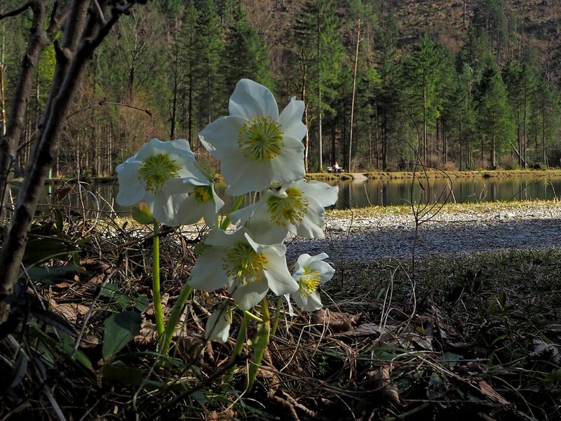 Datei:Schneerosen 12a.jpg