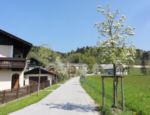 Die neugepflanzte Birnenallee 21.4.2011.JPG