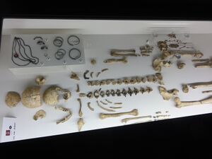 Inhalte von prähistorischen Gräbern.jpg