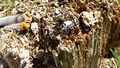 Insekt Seewigtal Steirischer Bodensee 1 (12).jpg