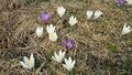 Krokusse 03.jpg