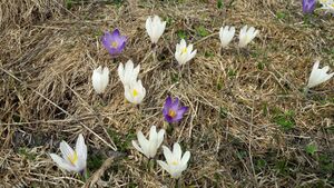 Krokusse 03.jpg
