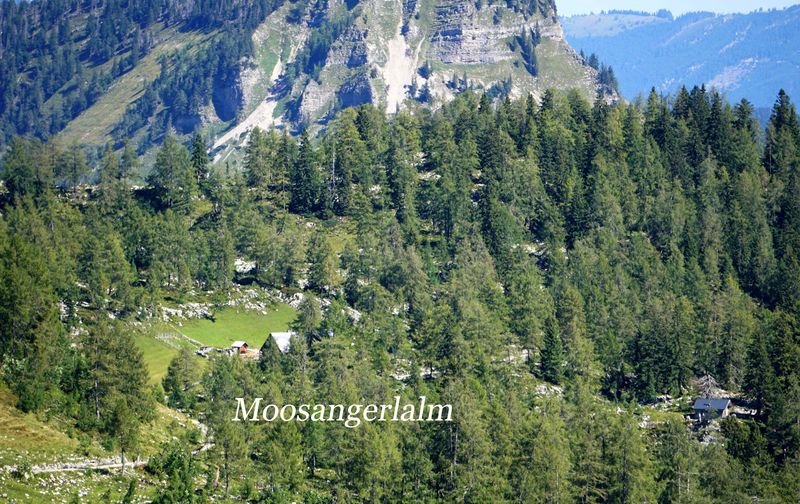 Datei:Moosangerlalm DSC02733 Kopie.jpg