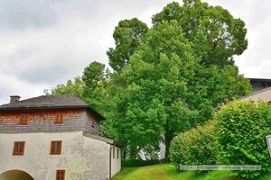 Naturdenkmäler im Kirchenbezirk von Neumarkt am Wallersee 08.jpg