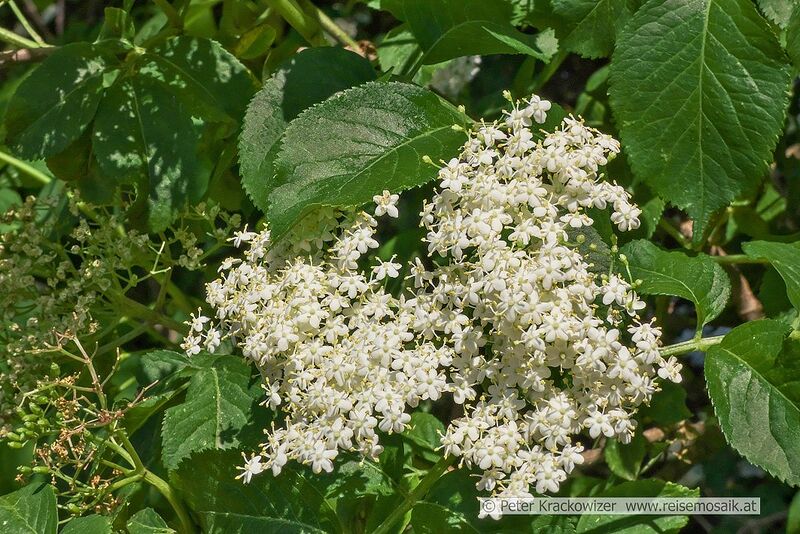 Datei:Schwarzer Holunder Blüten.jpg