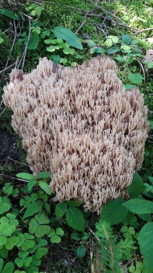 Korallenpilz 20210819 4.jpg