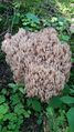 Korallenpilz 20210819 4.jpg