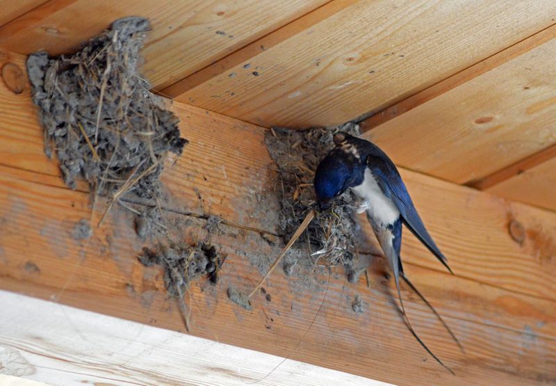 Datei:Rauchschwalbe beim Nestbau.jpg