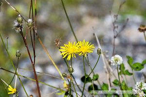 Vegetation im Rauriser Gaisbachtal 07.jpg