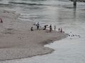 Am Salzachstrand in Laufen.jpg