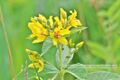 Lysimachia vulgaris Rispen-Gilbweiderich Gewöhnlicher Gilbweiderich.jpg