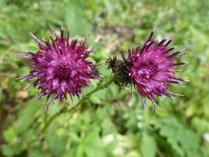 Distelblüten 2.jpg