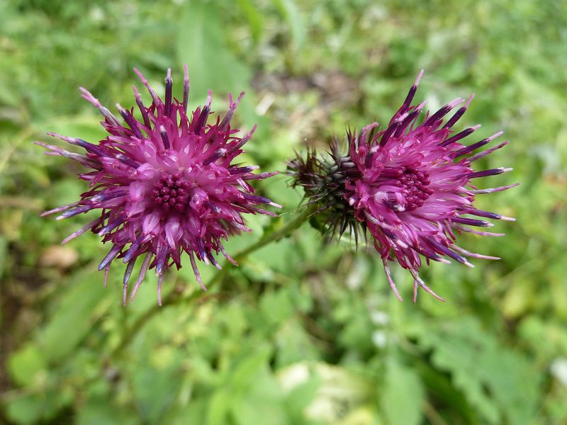 Datei:Distelblüten 2.jpg