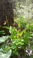 Gelber Frauenschuh (Cypripedium calceolus) 008.jpg