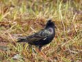 StarSturnus vulgaris5.JPG