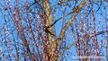 2023 01 08 Wallersee Ostbucht Palmkatzerl.jpg