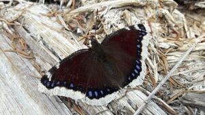 Trauermantel (Nymphalis antiopa) Weißpriachtal Lungau 20240505 2.jpg