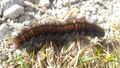 Brombeerspinner-Raupe 20211022 5.jpg