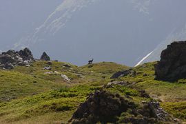Gemse -poiskarl 27541 2016-06-24.jpg