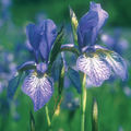 Iris.jpg