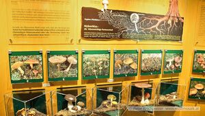Nationalpark Informationsstelle Zimmererhütte 10.jpg