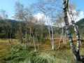 P1180617.jpg