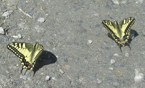 Schwalbenschwanz Mariapfarr 1 (25).JPG