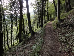Weg zum Mozartblick.JPG