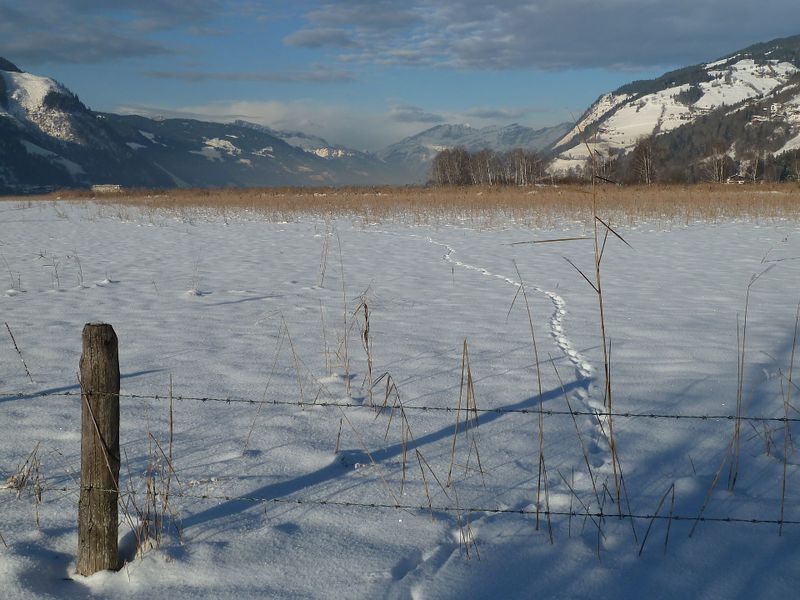 Datei:Wildspur, Naturschutzgebiet Zeller See.jpg