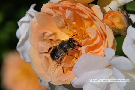2025 06 14 Schwebfliege in Rosenstrauch 01.jpg