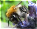 Hummel 03.jpg