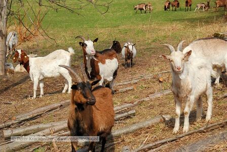 Tierpark Robert Scheck 04.jpg