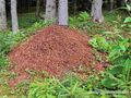 2013 08 27 Filzmoos Hinterwinkl 03.jpg