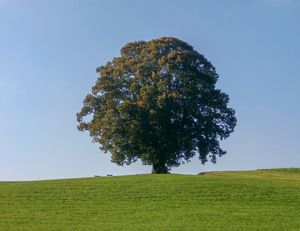 Gschirrnlinde, 4. Oktober 2014.jpg