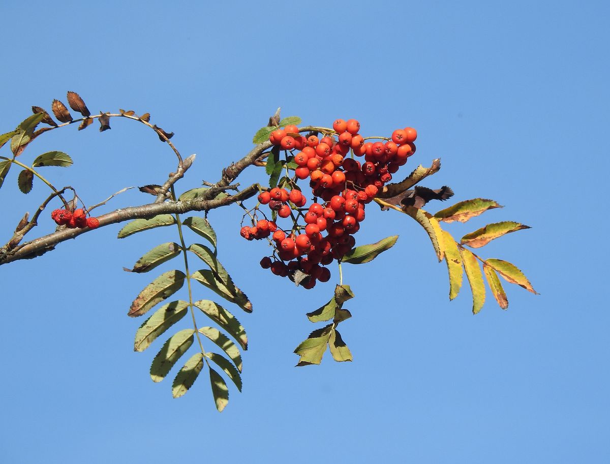 Eberesche SALZBURGWIKI