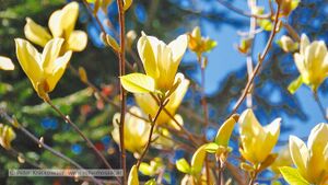Magnolienblüte gelb Anif Niederalm 2011.jpg