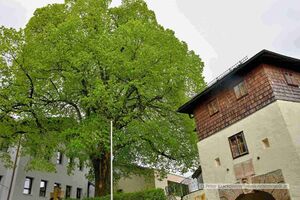 Naturdenkmäler im Kirchenbezirk von Neumarkt am Wallersee 06.jpg