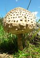 Parasol Lungau Mariapfarr 1 (5).jpg