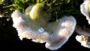 Tramete 20201106 11.jpg