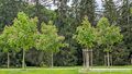 2025 05 03 Rosskastanie Schlosspark Hellbrunn 01.jpg