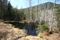 Mandlinger moor 69736 2018-04-18.jpg