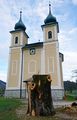 Abgesägter Baumstamm.JPG