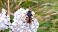 Igelfliege ( Tachina fera ) Tennfall Tweng 20250913 2 (2).jpg