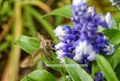 Autographa gamma Gammaeule 02.jpg