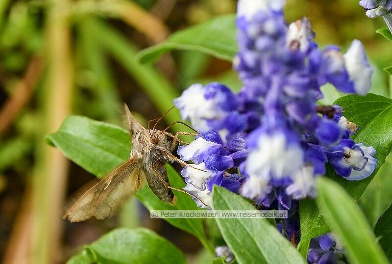 Datei:Autographa gamma Gammaeule 02.jpg