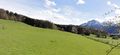 Hirschherde in Steinhögl.jpg