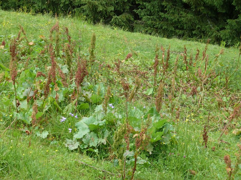 Datei:Alpen-Ampfer, Hüttwinkltal.jpg