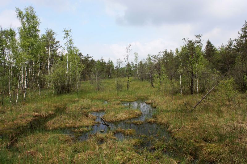 Datei:Ibmer moor.jpg