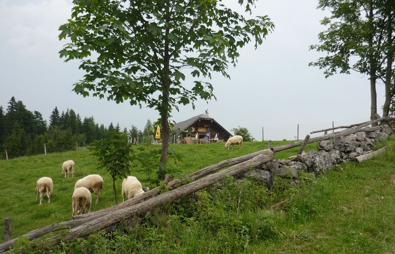 Datei:Bartlalm mit Schafherde.jpg