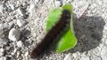 Brombeerspinner-Raupe 20211022 1.jpg